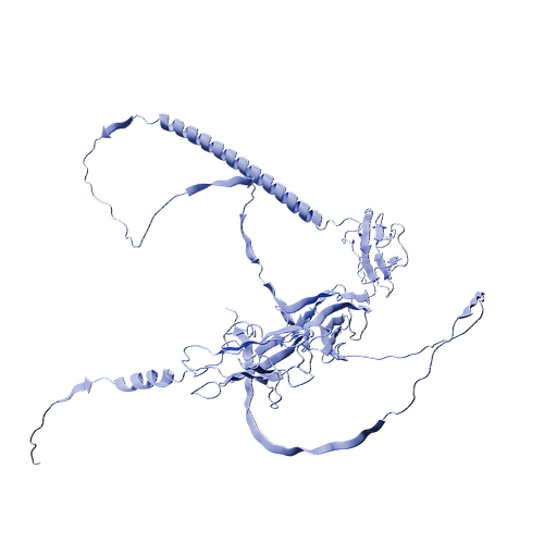 Mouse Nectin-2 (C-6His, HEK293)